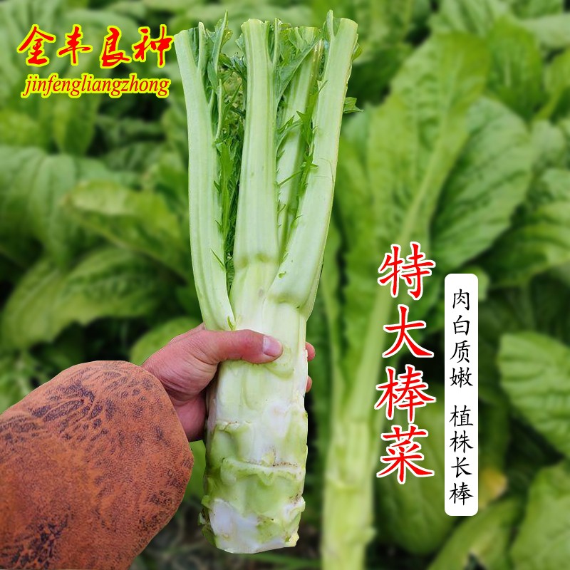 特大棒菜种子秋冬季耐寒笋子芥图片