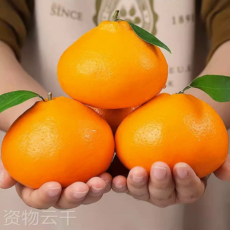 四川正宗春见耙耙柑粑粑柑10斤丑桔橘水果新鲜当季整箱橘子杷杷柑