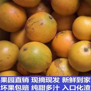 褚仙橙花斑果云南实建褚甜橙纯甜新鲜多汁无渣高原王子玉溪冰糖10