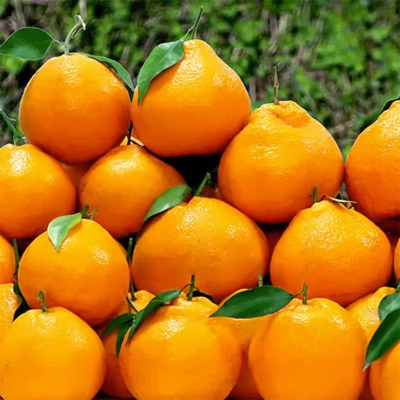 四川春见耙耙柑新鲜水果丑柑桔特级粑粑柑9斤橘子甜当季整箱包邮