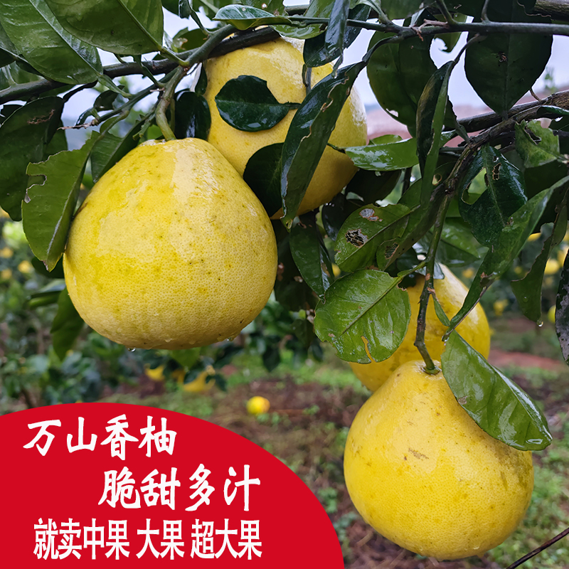万山香柚白心小甜柚小香柚子脆甜雪峰柚非沙田柚当季水果冰糖柚