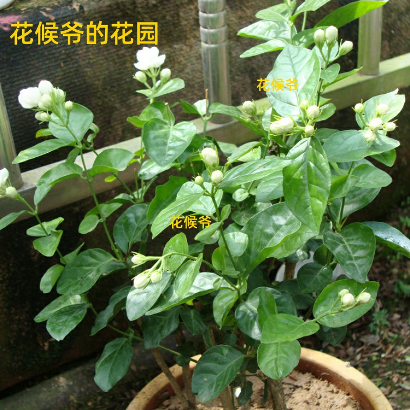 重瓣茉莉花盆栽绿植花卉花苗植物室内好养的花开花不