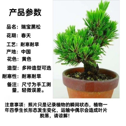 老桩三河黑松，罗汉松大树造型庭大型绿植/成品组合盆