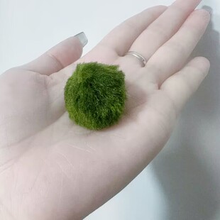 绿藻球水族箱鱼缸造景观赏活体真水草生态球生态瓶海藻球水藻球