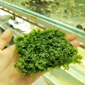 莫斯水草鱼缸植物活体慕斯片散装 莫丝树球沉木大三角垂泪前景造景