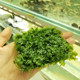 莫斯水草鱼缸植物活体慕斯片散装 莫丝树球沉木大三角垂泪前景造景