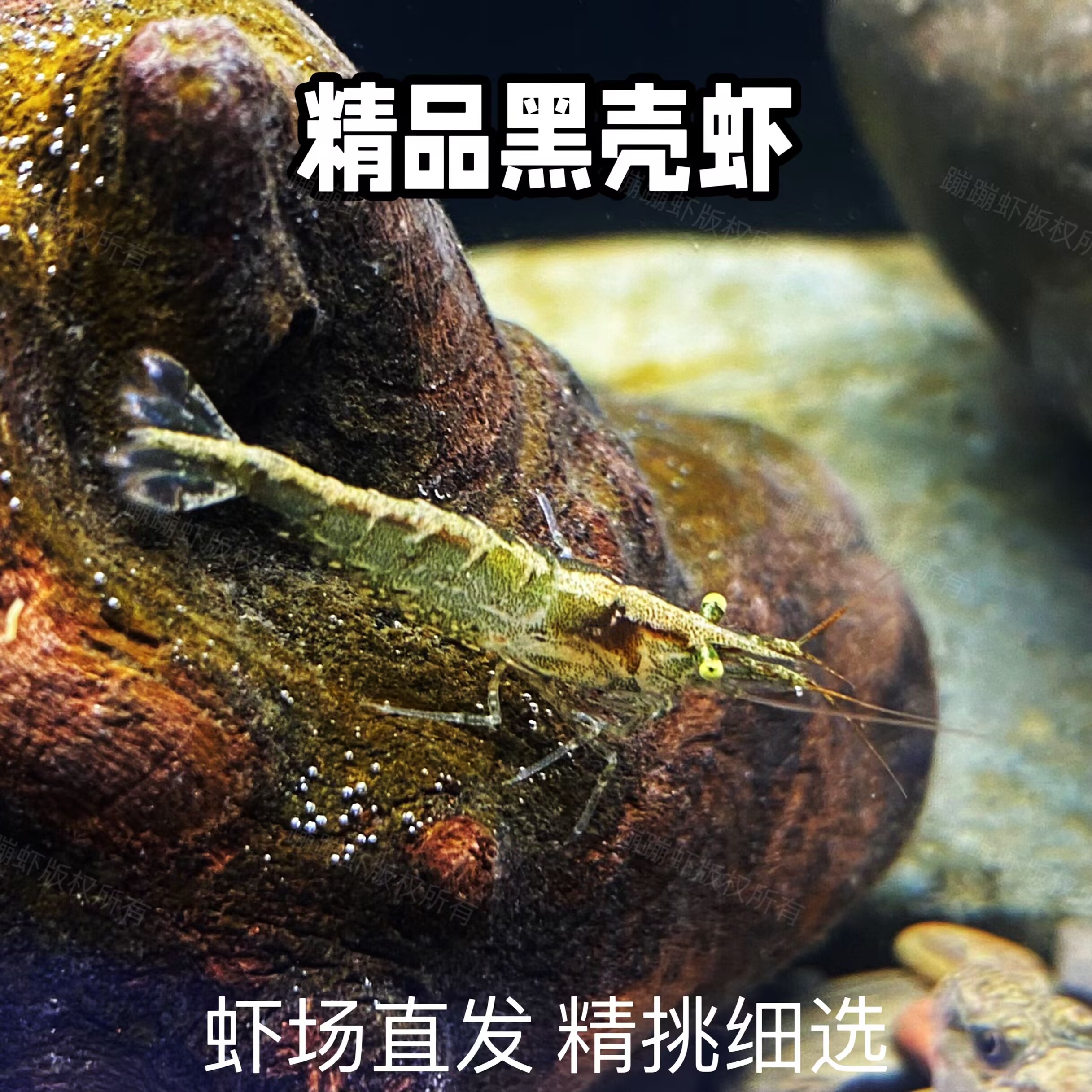 大号黑壳虾活体除藻观赏虾乌龟宠物饲料淡水族造景工具虾清洁河虾