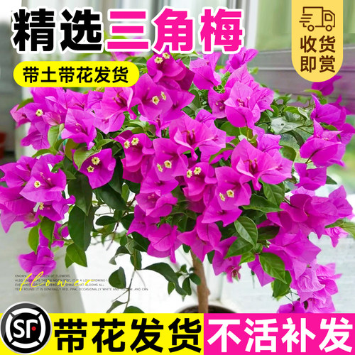 三角梅盆栽带花苞云南紫老桩阳台庭院重瓣爬藤植物苗四季开花绿樱