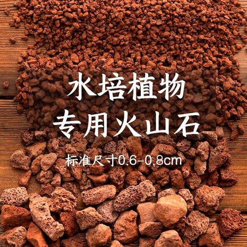 铜钱草小绿植水养草籽花卉室内盆栽好养耐活净化水质水培植物