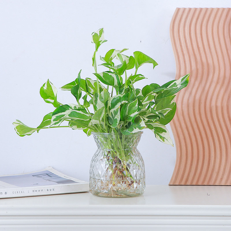 水培黄金葛盆栽卧室吸甲醛绿植好养新房净化空气垂吊花叶白金葛室