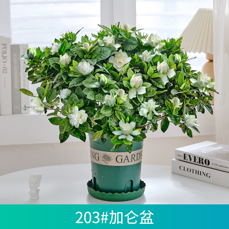 大盆栀子花盆栽带花苞发大苗室内阳台四季好养浓香型花卉植物大棵