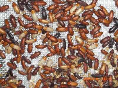 虫黄虫食物粉包虫种蝎子蛹幼虫虫虫卵面成虫宠物食物鸣