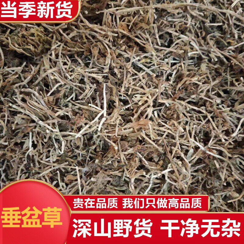 垂盆草中药材500g干货泡茶正宗药食用垂盆草新鲜非野生特级垂盆草