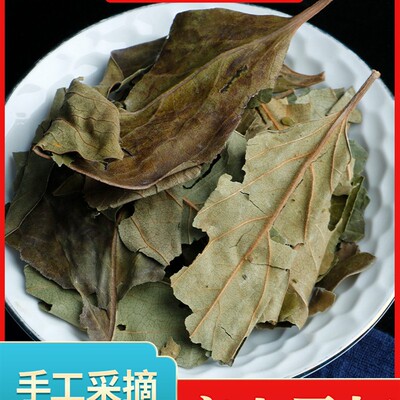柿子叶中药材500g柿子叶茶柿叶非霜后柿子树叶新鲜可打柿子叶粉