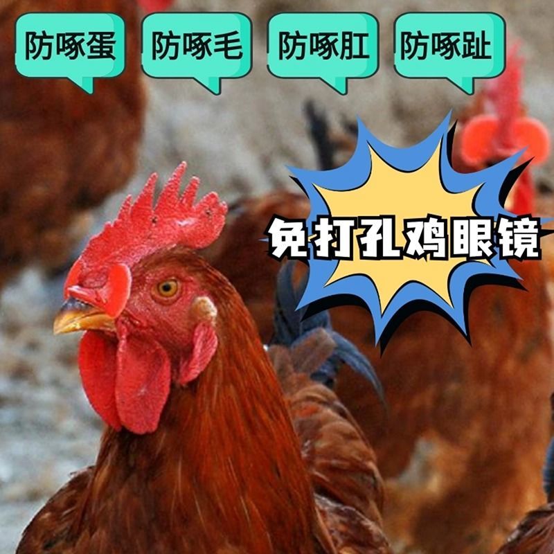 鸡用眼镜无栓夹式鸡眼镜防互啄无栓新型卡式鸡眼镜小鸡中号鸡眼罩