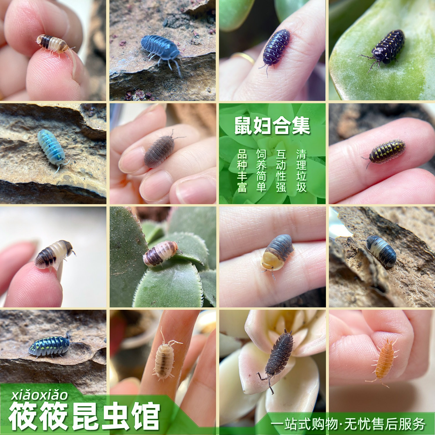 筱筱昆虫馆各色鼠妇好养适合懒人