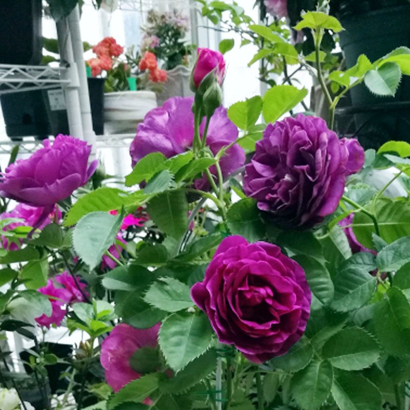 大花浓香月季花苗比利时蓝紫浓香玫瑰阳台花园花卉