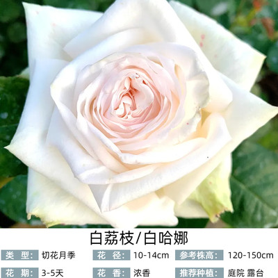 【白荔枝】一加仑扦插中苗 庭院盆栽地栽 月季玫瑰 四季开花阳