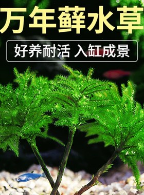 万年藓水草植物造景雨林缸真草鱼缸活体新手易活水陆缸水培前景草