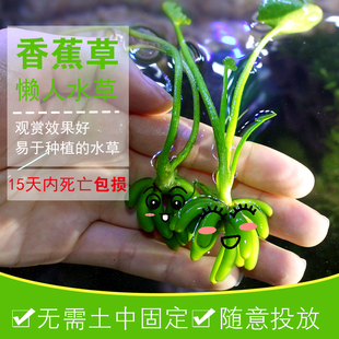 好养易活真水草 香蕉草水草活体水草植物鱼缸造景懒人水草阴性四季