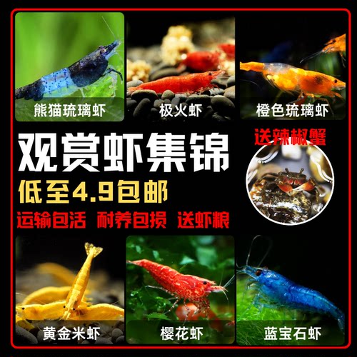 观赏虾宠物虾米虾除藻虾樱花虾