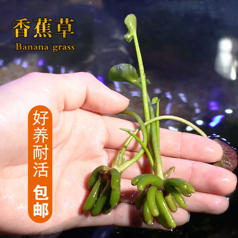 香蕉草水草活体水草植物鱼缸造景懒人水草阴性四季好养易活真水草