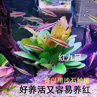 红九冠鱼缸造景懒人水草定植淡水植物水下阴性草装饰大叶迷你九冠