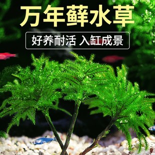 万年藓水草植物真草鱼缸造景雨林缸活体新手易活水陆缸水培前景草