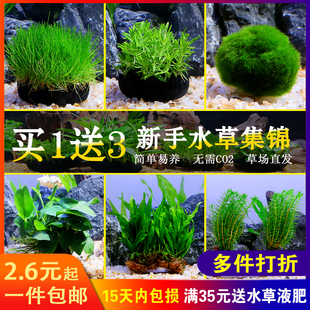 活体水草新手水草万年藓易活的鱼缸前景蜈蚣草绿菊花懒人造景坨草
