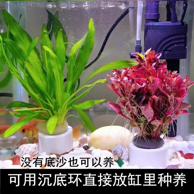 水草鱼缸活体好养装饰活水