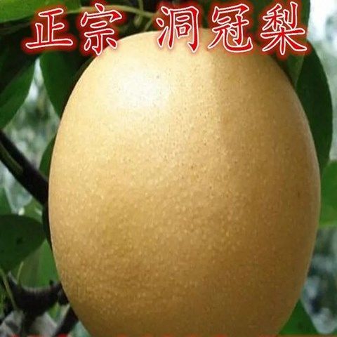 新品种 清远洞冠梨树苗 嫁接果树苗梨子树苗当年结果 大果梨子