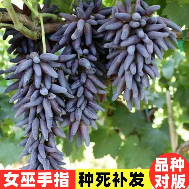 新品种无核女巫手指葡萄树苖巫女指葡萄苖木庭院阳台盆栽当年结果