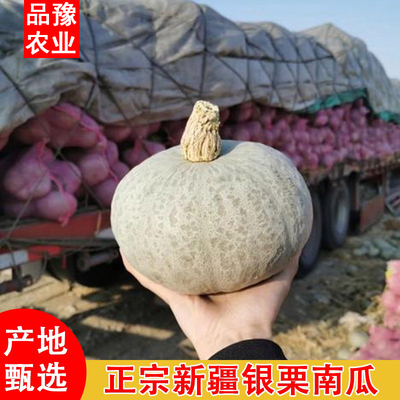 正宗新疆银板栗南瓜【精品】