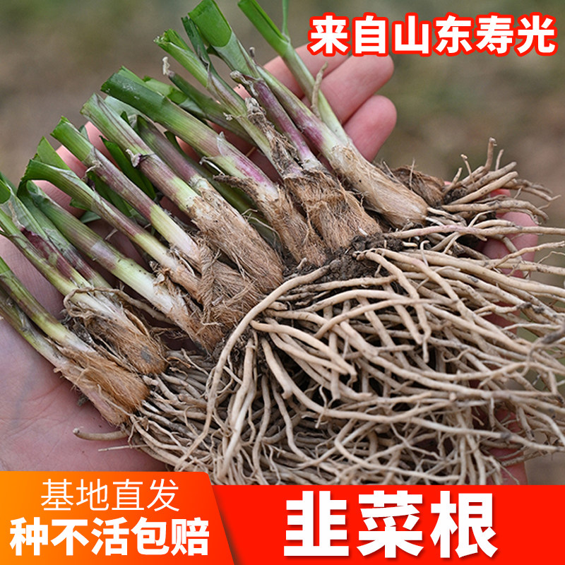 现挖韭菜根阳台盆栽种子籽包邮