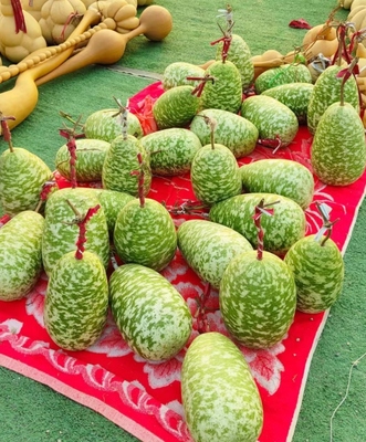 花皮迷彩冬瓜葫芦籽文玩葫芦子烙刻素材庭院绿植