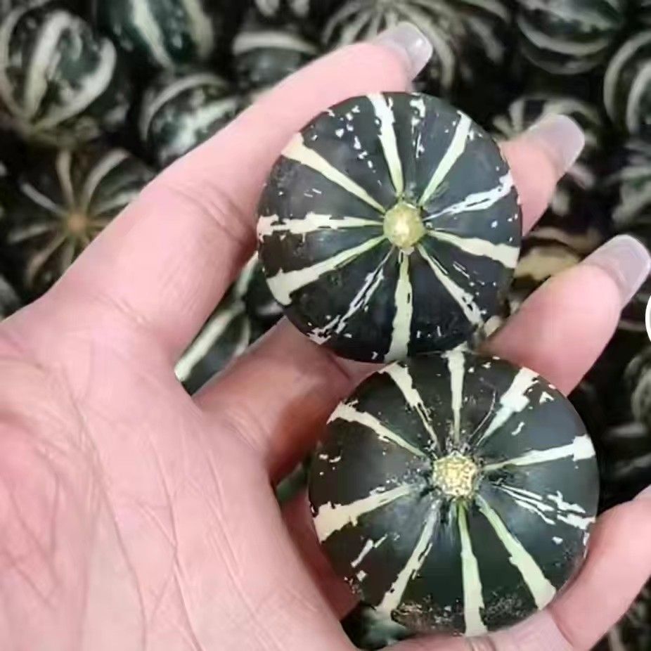 西瓜球手把件配对观赏小南瓜文玩葫芦瓜皮把玩迷你赌青皮_虎窝淘
