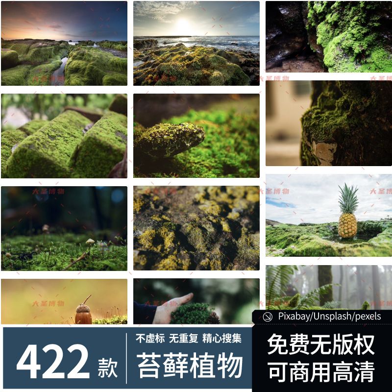 苔藓植物丨可商用苔藓植物高清地衣纹理绿色植物JPG摄影图片喷绘