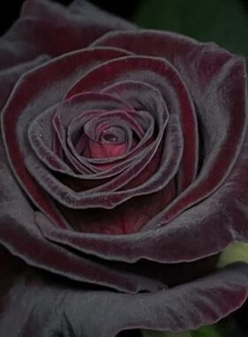 黑巴克玫瑰月季花大苗丝绒质感强暗红色四季开阳台庭院花卉绿植u.