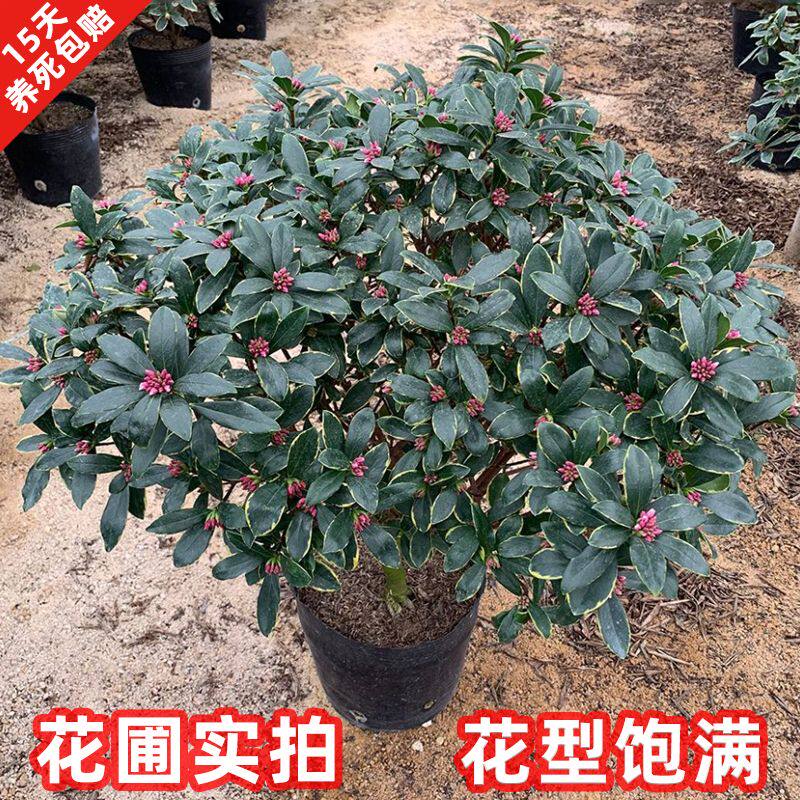 耐寒开花香金边瑞香老桩花浓香型图片