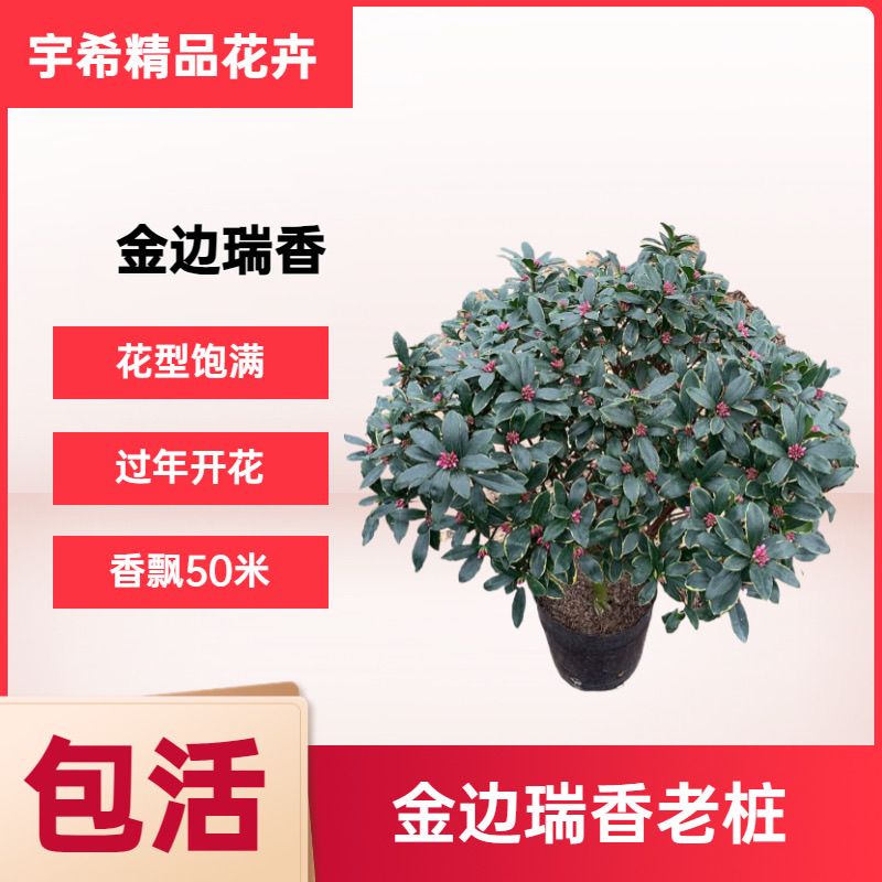 耐寒浓香型瑞香花卉金边瑞香盆栽图片