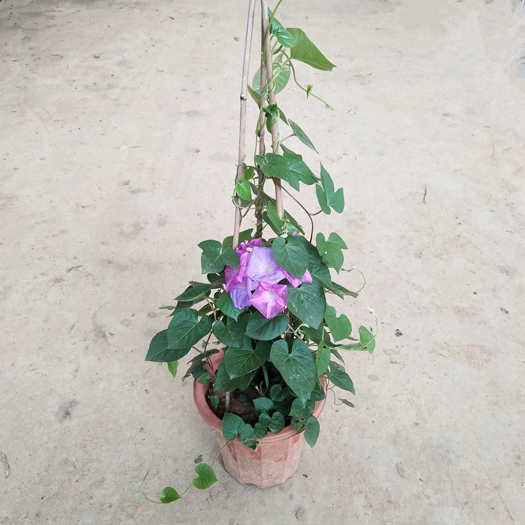 新品爬藤牵牛花盆栽带花苞室外阳台攀援植物四季花卉