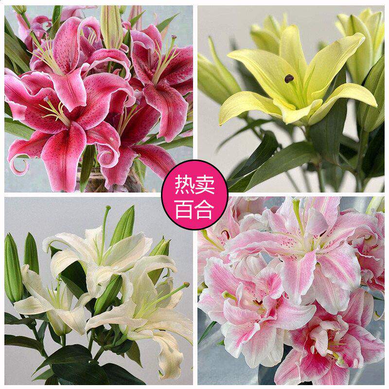 香水百合鲜花云南基地直发水培多头鲜切花花束插花插瓶多重瓣花卉