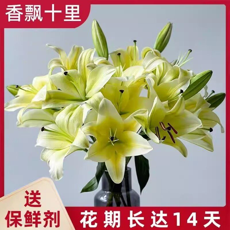 香水百合鲜花云南基地直发水培多头鲜切花花束插花插瓶多重瓣花卉