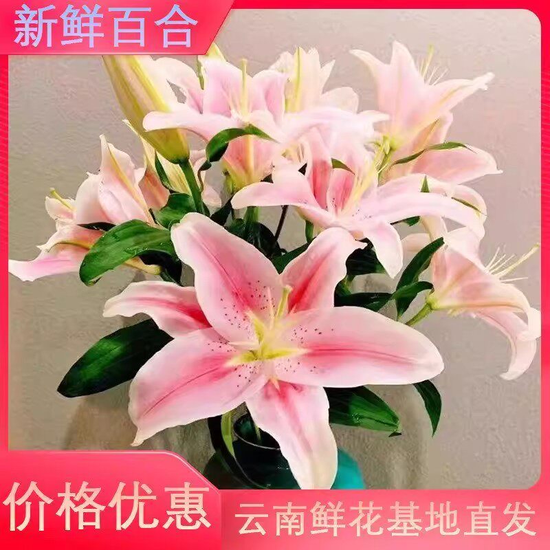 香水百合鲜花云南基地直发水培多头鲜切花花束插花插瓶多重瓣花卉