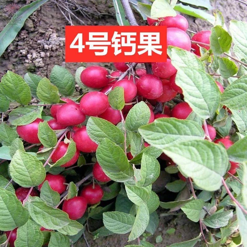 钙果苗欧李苗野生樱桃钙果树苗果树苗农大钙果苗当年结果包成活