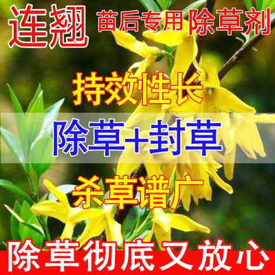 连翘除草剂强力除草烂根剂一扫光三年不长草神器连翘苗后除草济