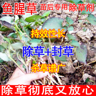 鱼腥草专用除草菜园除草专用剂折耳根苗后烂根除草专用剂农药大全