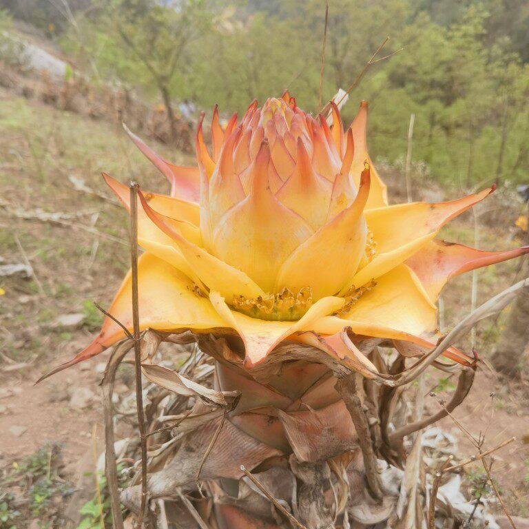 云南地涌金莲庭院绿植千瓣莲花地涌红莲耐寒室内植物室外懒人花卉