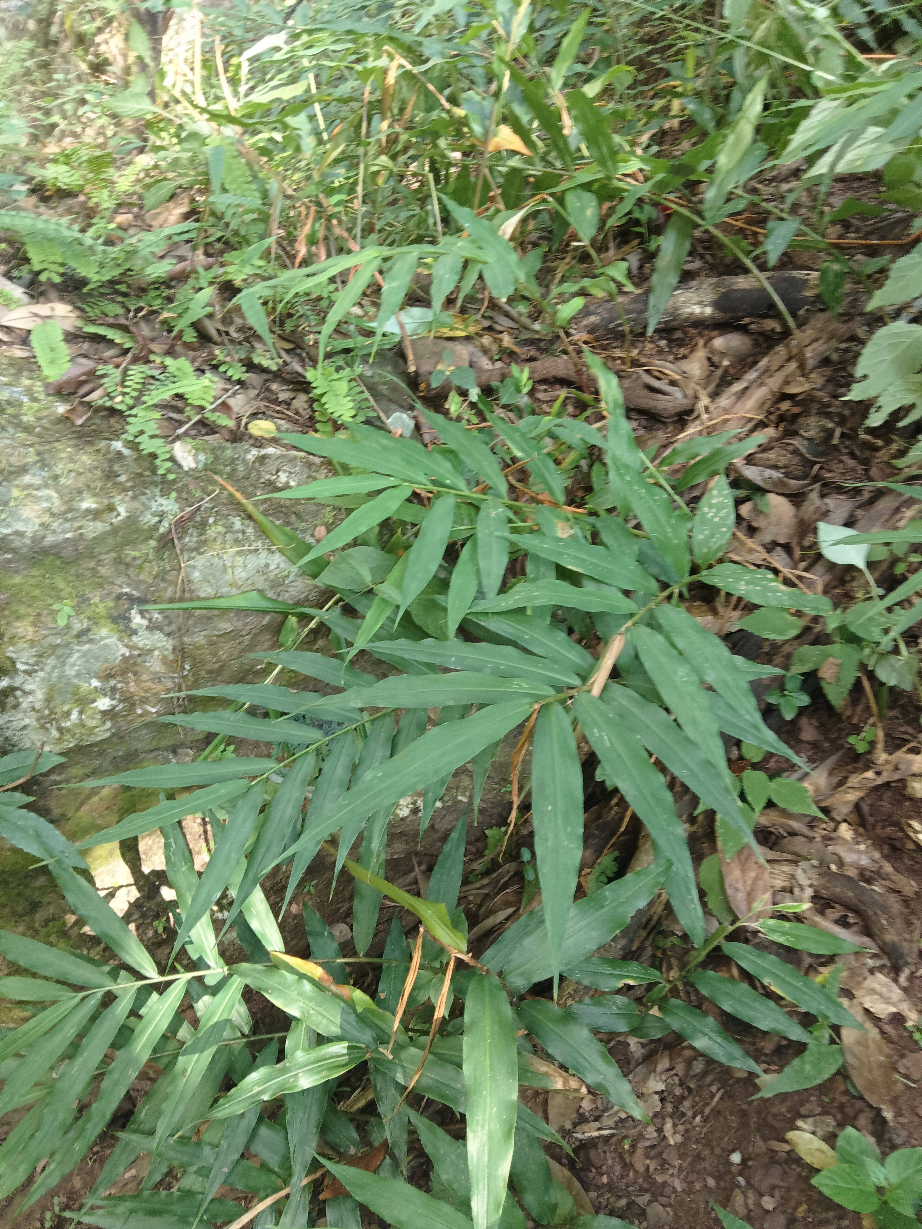 小叶香姜 山姜 包粽姜 土香姜苗 食用炖汤现挖现发