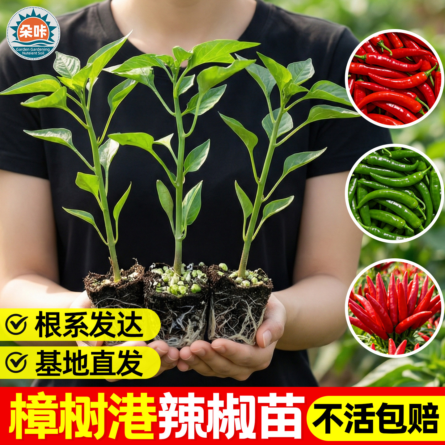 樟树港辣椒苗阳台盆栽四季可种图片